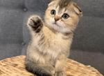 Stella - Scottish Fold Kitten For Sale - 