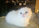 Mikey - Scottish Fold Kitten For Sale - New York&comma; NY&comma; US