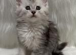 Ava - Maine Coon Kitten For Sale - Warsaw&comma; MO&comma; US