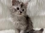 Lex - Maine Coon Kitten For Sale - Warsaw&comma; MO&comma; US