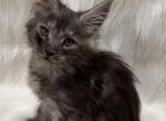 Fin - Maine Coon Kitten For Sale - Warsaw&comma; MO&comma; US