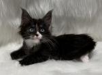 Tax - Maine Coon Kitten For Sale - Warsaw&comma; MO&comma; US