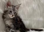 Rex - Maine Coon Kitten For Sale - Warsaw&comma; MO&comma; US