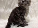 Zip - Maine Coon Kitten For Sale - Warsaw&comma; MO&comma; US