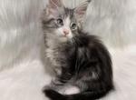Sal - Maine Coon Kitten For Sale - Warsaw&comma; MO&comma; US