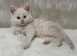 Jax - Maine Coon Kitten For Sale - Warsaw&comma; MO&comma; US