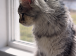 Lula - Maine Coon Cat For Sale - Warsaw&comma; MO&comma; US