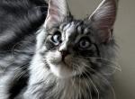 Sundae - Maine Coon Kitten For Sale - Warsaw&comma; MO&comma; US