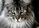 Tiger Lily - Maine Coon Cat For Sale - Warsaw&comma; MO&comma; US