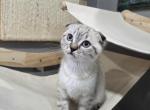 Scottish X Munchkin cross - Scottish Fold Kitten For Sale - 
