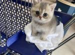 Scottish straight Male - Scottish Straight Kitten For Sale - Covington&comma; WA&comma; US