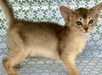 Zhasmin - Abyssinian Kitten For Sale - Norwalk&comma; CT&comma; US