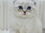 Jennifer - Scottish Fold Kitten For Sale - Miami&comma; FL&comma; US