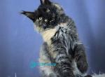 Baby - Maine Coon Kitten For Sale - Hollywood&comma; FL&comma; US