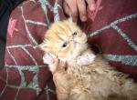 Red Persian girl - Persian Kitten For Sale - Altamonte Springs&comma; FL&comma; US