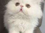Ready to go Solid white - Persian Kitten For Sale - Altamonte Springs&comma; FL&comma; US