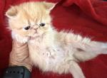 Exotic red and white girl - Exotic Kitten For Sale - Altamonte Springs&comma; FL&comma; US