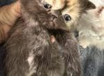Exotic Tortie girl - Exotic Kitten For Sale - Altamonte Springs&comma; FL&comma; US