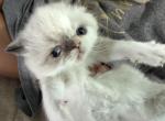 Himalayan girl - Himalayan Kitten For Sale - Altamonte Springs&comma; FL&comma; US