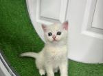Leo - Scottish Straight Kitten For Sale - New York&comma; NY&comma; US