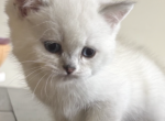 Tom - Scottish Straight Kitten For Sale - New York&comma; NY&comma; US
