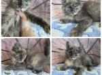 Female highlander blue - Highlander Cat For Sale - Frenchtown&comma; MI&comma; US