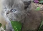 Faith's kittens - Persian Kitten For Sale - 
