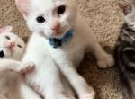 Cindy Lou - Highlander Kitten For Sale - Williamsburg&comma; VA&comma; US