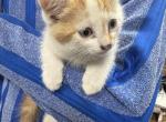 Maleek - Domestic Kitten For Sale - Bronx&comma; NY&comma; US