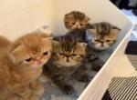 Exotic Shorthair - Exotic Cat For Sale - Holley&comma; NY&comma; US