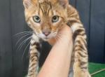 Nero - Toyger Kitten For Sale - NY&comma; US