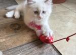 Zinnia - Ragdoll Kitten For Sale - Front Royal&comma; VA&comma; US