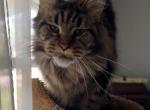 Britney 2 years old - Maine Coon Cat For Sale/Retired Breeding - 