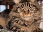 Britney 2 years old - Maine Coon Cat For Sale/Retired Breeding - Hollywood&comma; FL&comma; US