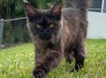 Our Maine Coon Cattery Is Closing - Maine Coon Kitten For Sale/Retired Breeding - Hollywood&comma; FL&comma; US