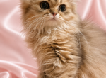 Piccola - Persian Kitten For Sale - CA&comma; US