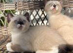 Snowshoe siamese - Snowshoe Kitten For Sale - 