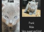 Frank - American Shorthair Kitten For Sale - 