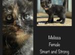 Melissa - American Shorthair Kitten For Sale - 