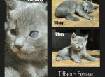 Tiffany - American Shorthair Kitten For Sale - 
