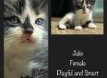 Julie - American Shorthair Kitten For Sale - 