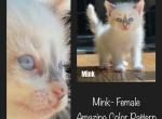 Mink - American Shorthair Kitten For Sale - Portola&comma; CA&comma; US