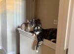 Saloom and Katkoota - Siamese Cat For Adoption - Raleigh&comma; NC&comma; US