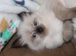 Hammie - Ragdoll Kitten For Sale - La Porte&comma; IN&comma; US