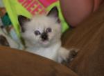 Dax - Ragdoll Kitten For Sale - La Porte&comma; IN&comma; US