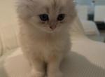 White Scottish Fold - Scottish Fold Kitten For Sale - 