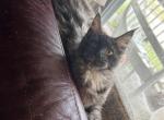 Freya black smoke - Maine Coon Kitten For Sale - St&period; Louis&comma; MO&comma; US