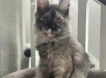 Gwen poly silver torti - Maine Coon Kitten For Sale - St&period; Louis&comma; MO&comma; US