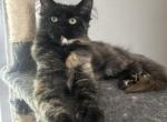 Fawn dark torti - Maine Coon Kitten For Sale - St&period; Louis&comma; MO&comma; US