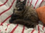 Fiona torti - Maine Coon Kitten For Sale - St&period; Louis&comma; MO&comma; US